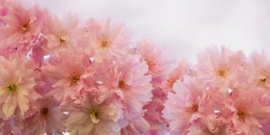 Beroemdheden Ontspanning in Helmond massage spa met warme stenen en aromatherapie behandelingen voor welzijn